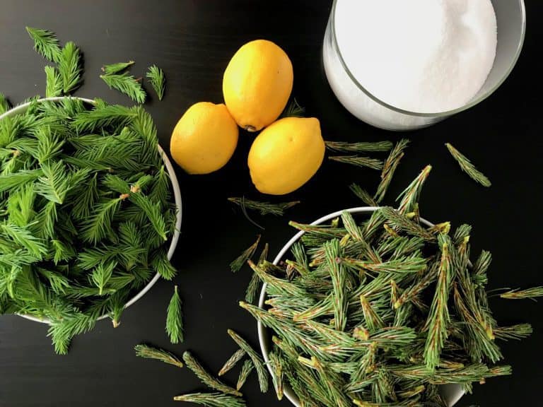 Domácí smrkovo-borovicový med z mladých výhonků