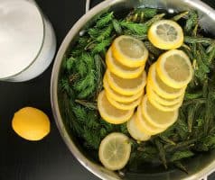 Domácí smrkovo-borovicový med z mladých výhonků