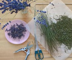 Domácí levandulový sirup na přípravu limonády