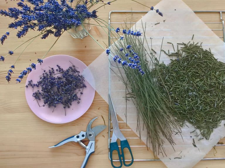 Domácí levandulový sirup na přípravu limonády