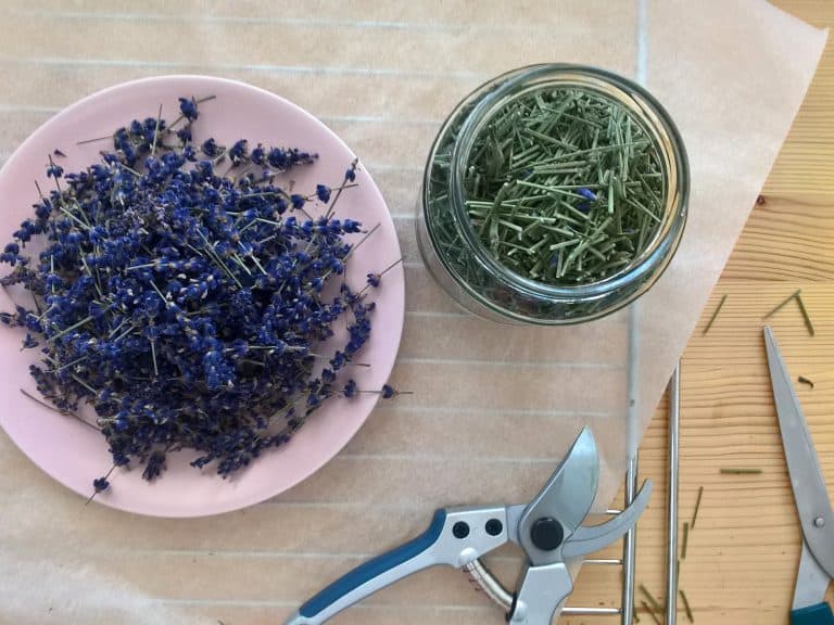 Domácí levandulový sirup na přípravu limonády