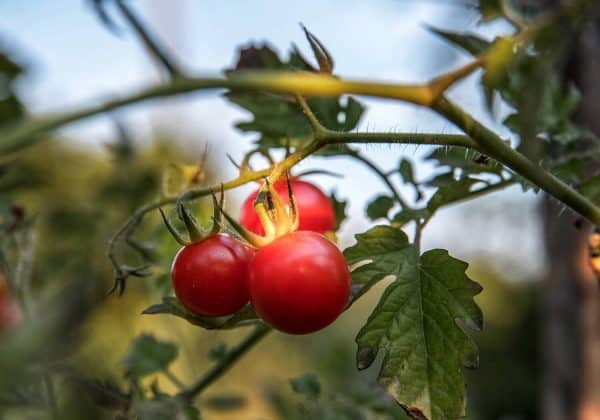 Abyste mohli rajčata loupat, natrhejte je