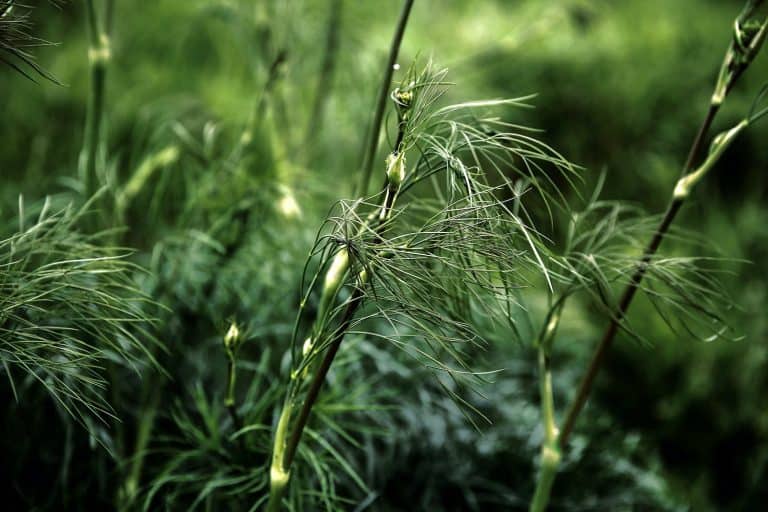 Koprová omáčka ze zakysané smetany s vařeným vepřovým